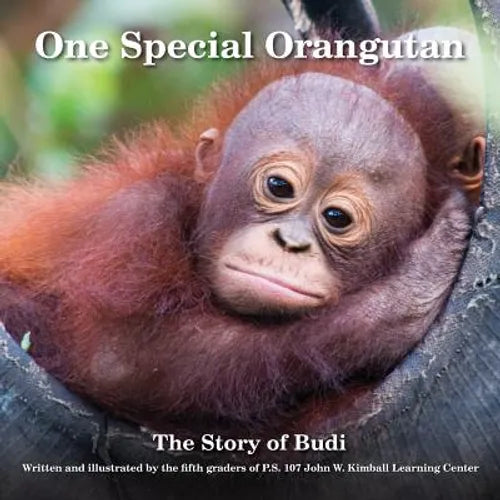 One Special Orangutan: The Story of Budi - Paperback
