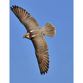 Falcon: Birds of Prey in the Genus Falco, Which Includes about 40 Species. Falcons Are Widely Distributed on All Continents of