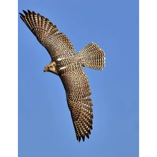 Falcon: Birds of Prey in the Genus Falco, Which Includes about 40 Species. Falcons Are Widely Distributed on All Continents of
